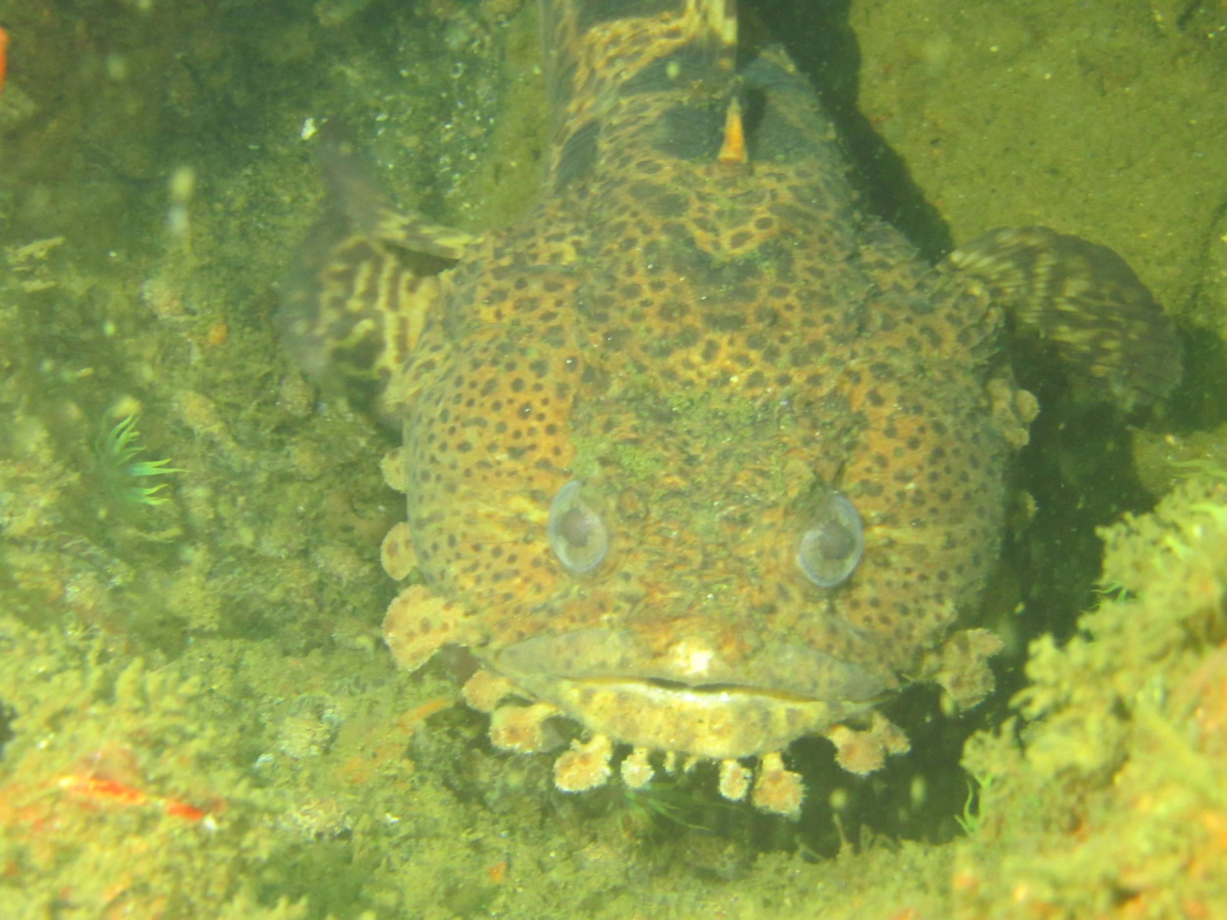 Leopard Toadfish Guards His Spot