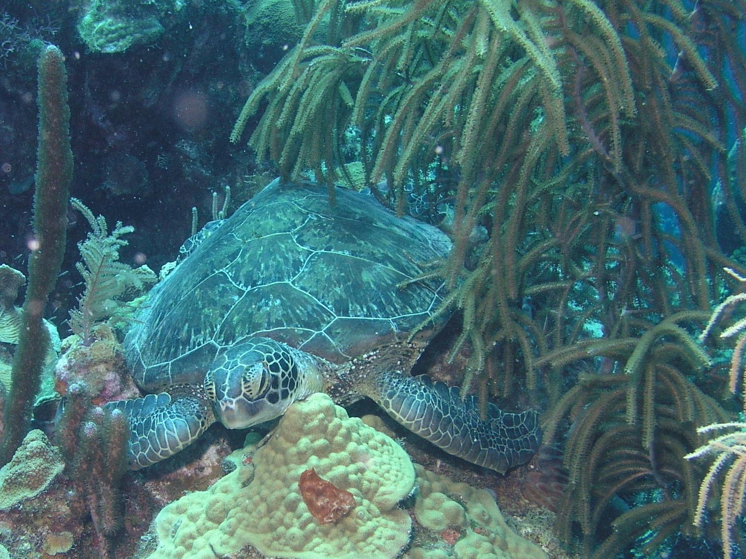 let sleeping turtles lie