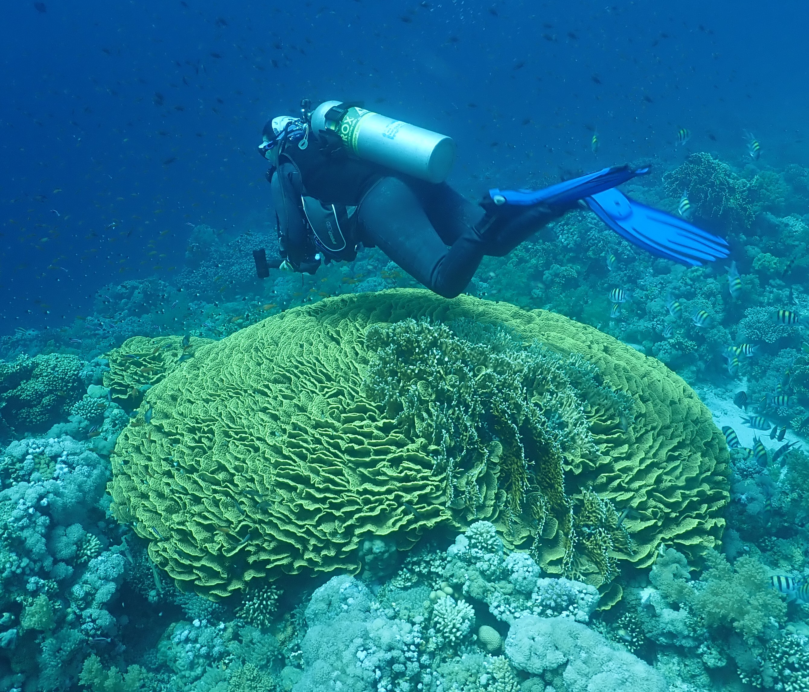 Lettuce coral