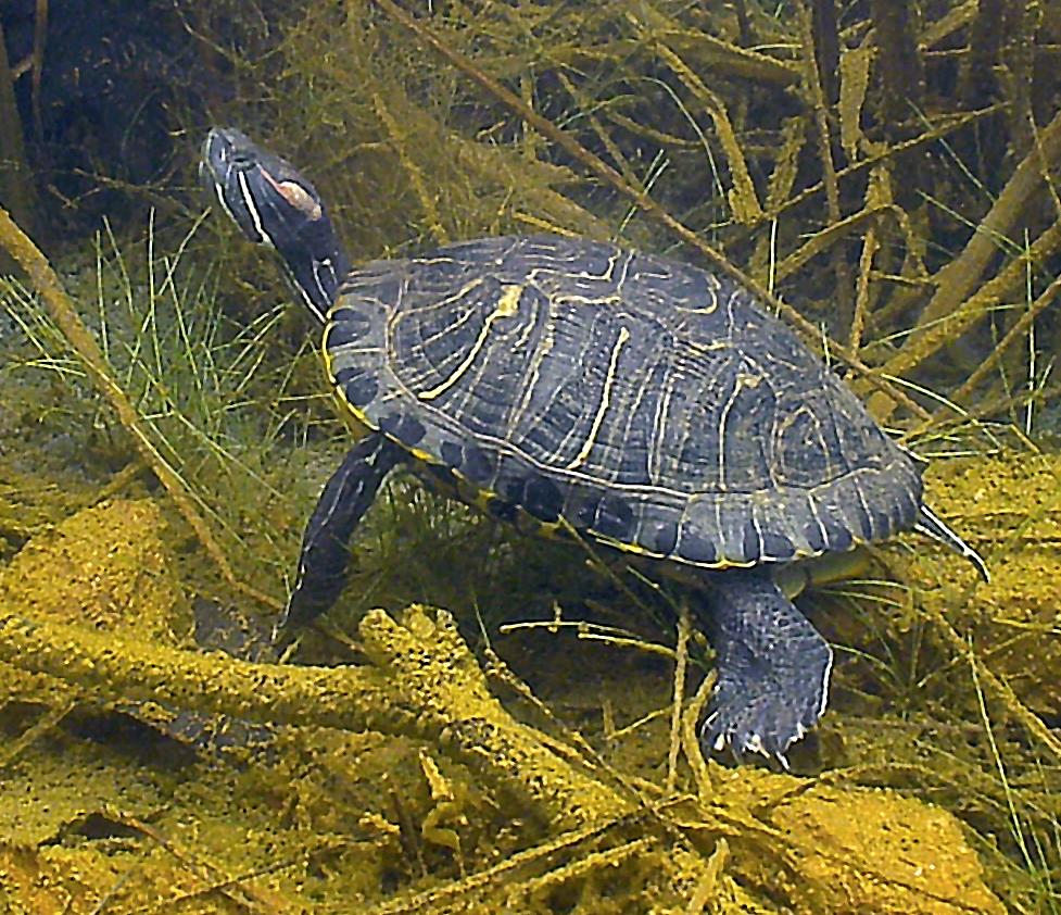 Life in the Blue Lagoon