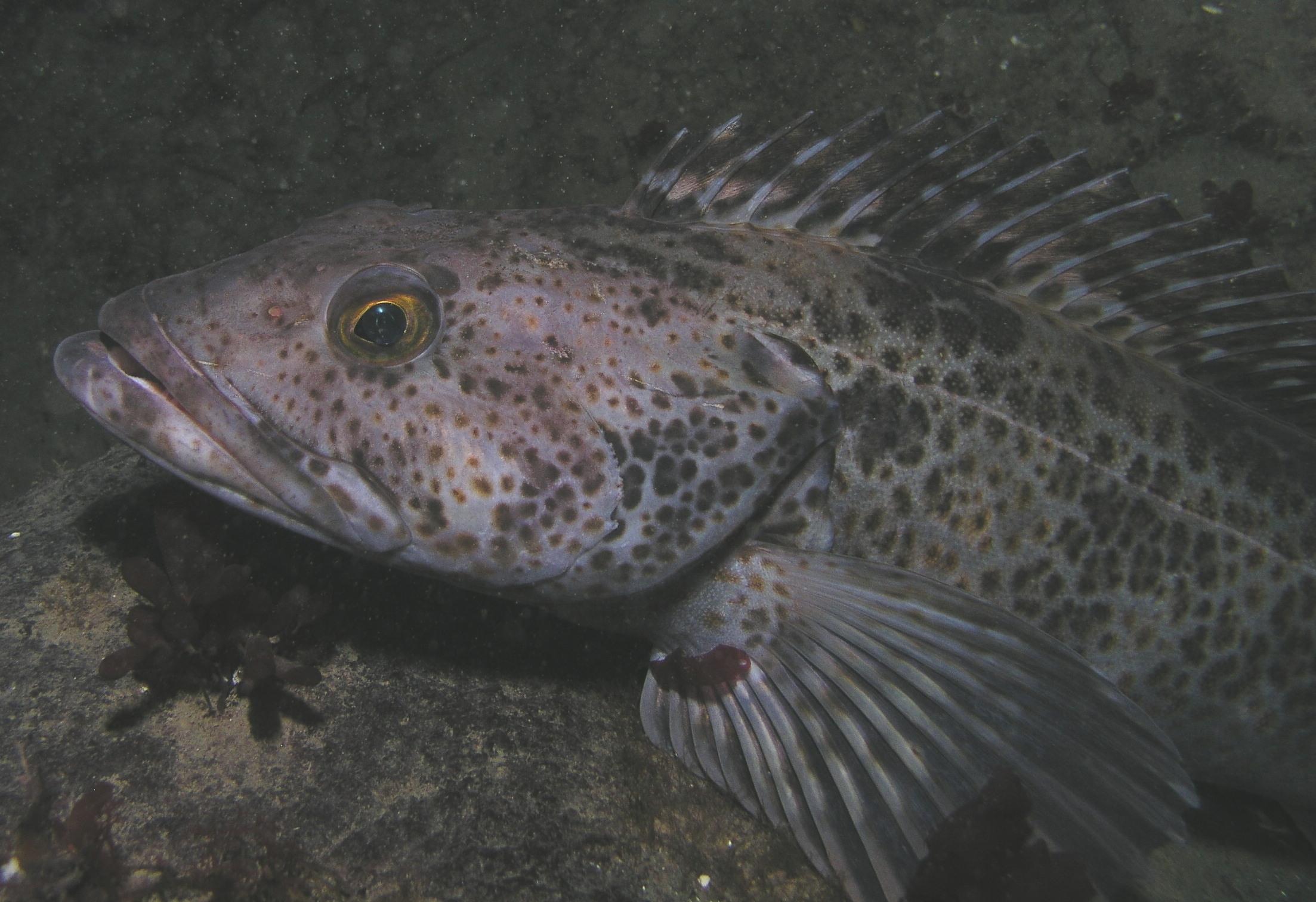 Lingcod