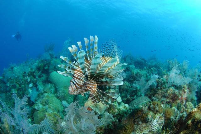 Lion fish 2