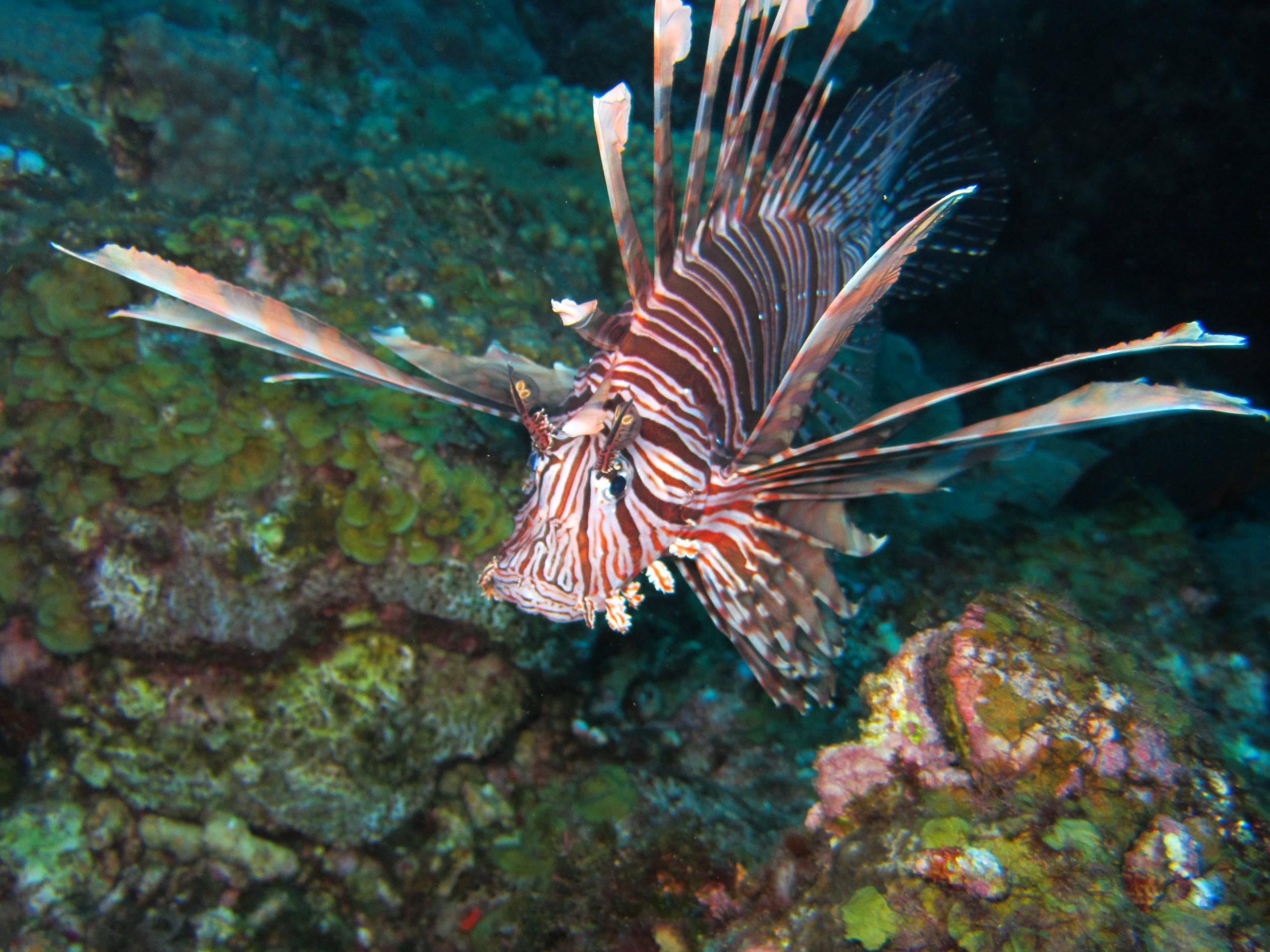 Lion fish invasion