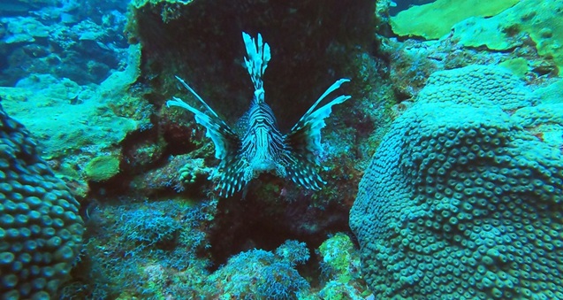 Lion Fish on reef