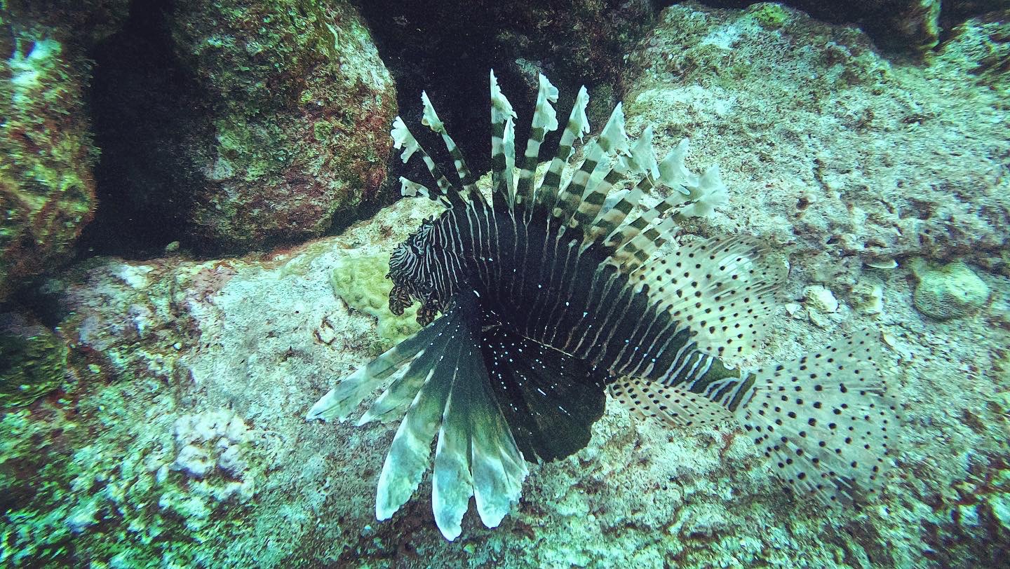 Lion Fish!