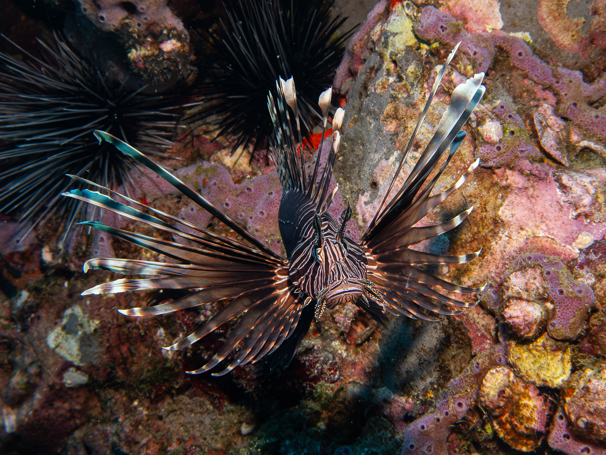 Lion Fish