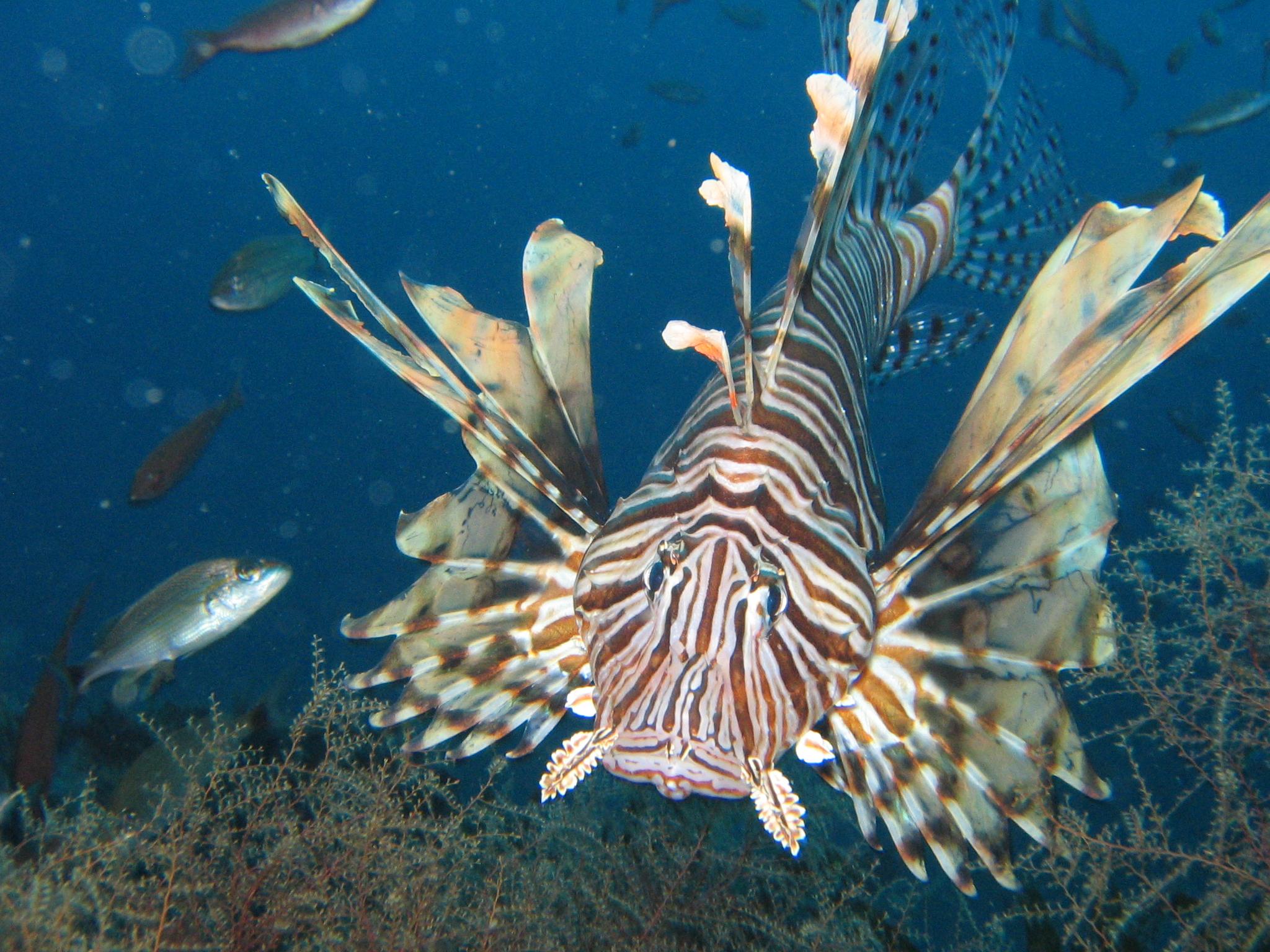 Lion Fish