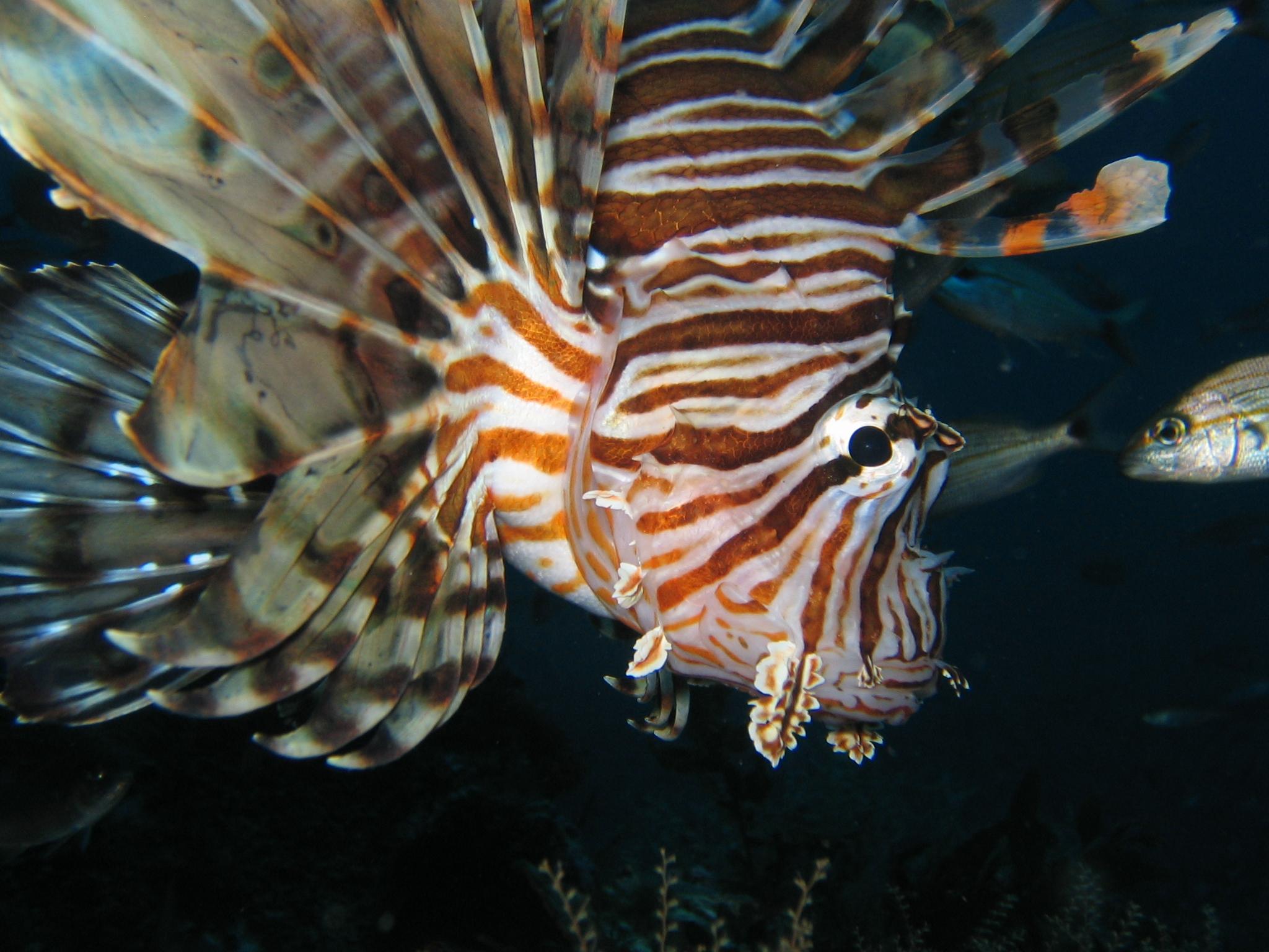 Lion Fish