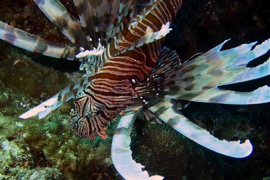 Lionfish 1