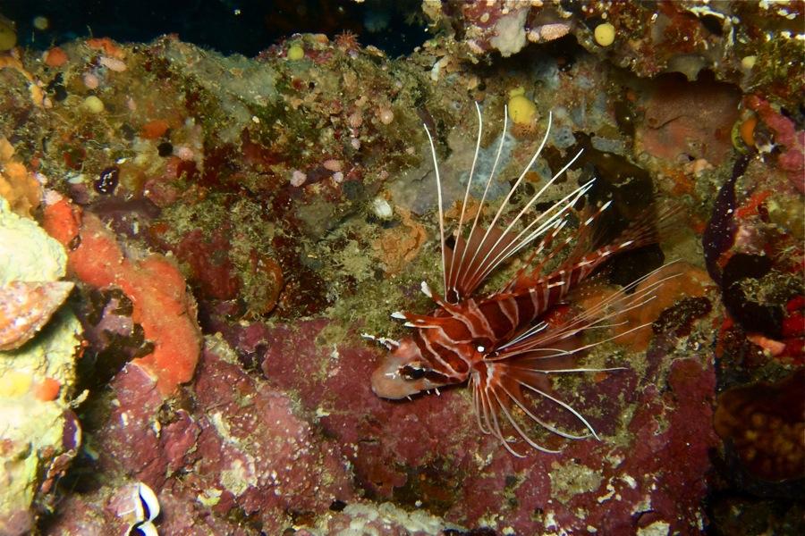 Lionfish 2