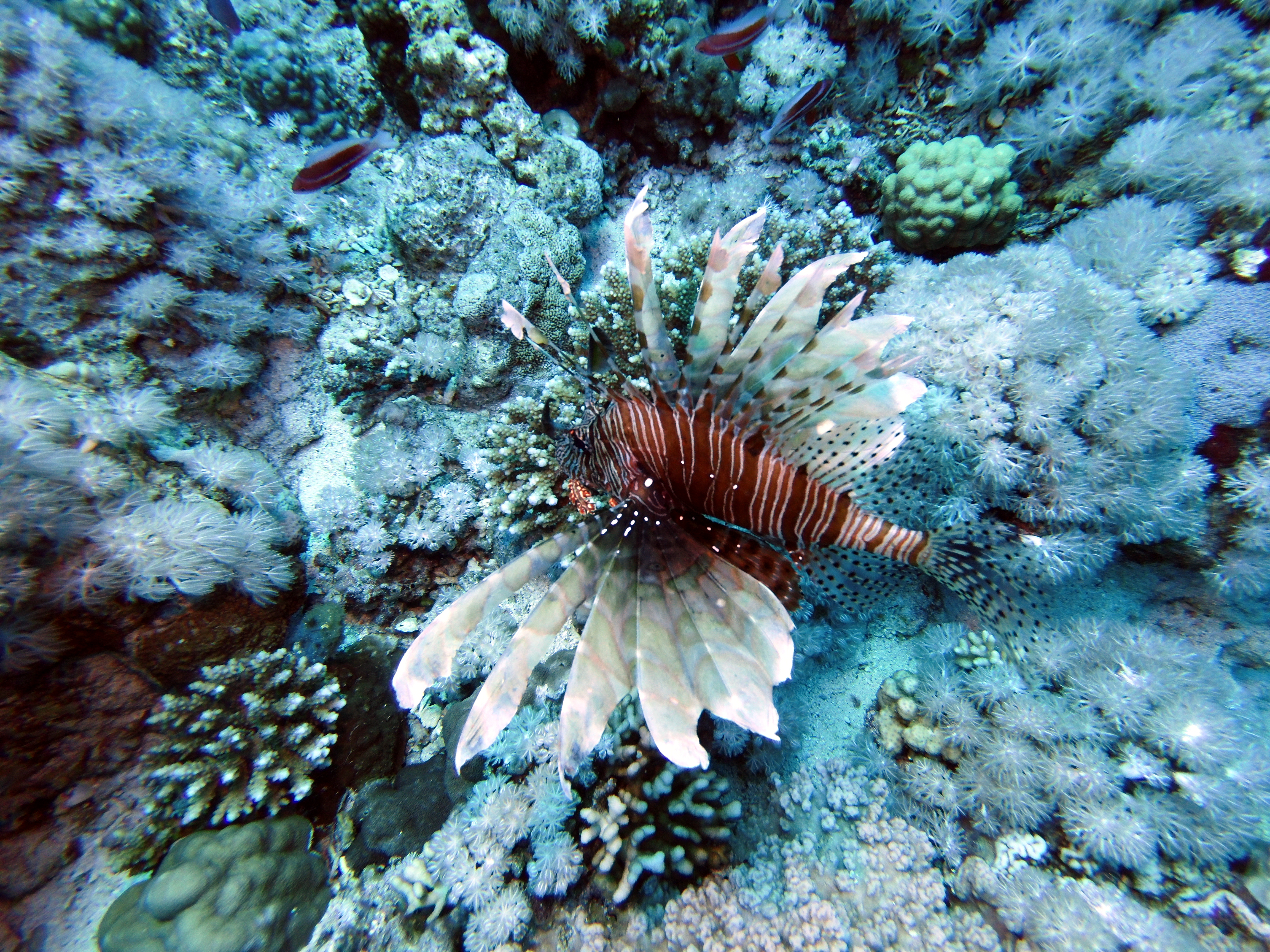 Lionfish at Jackson Reef
