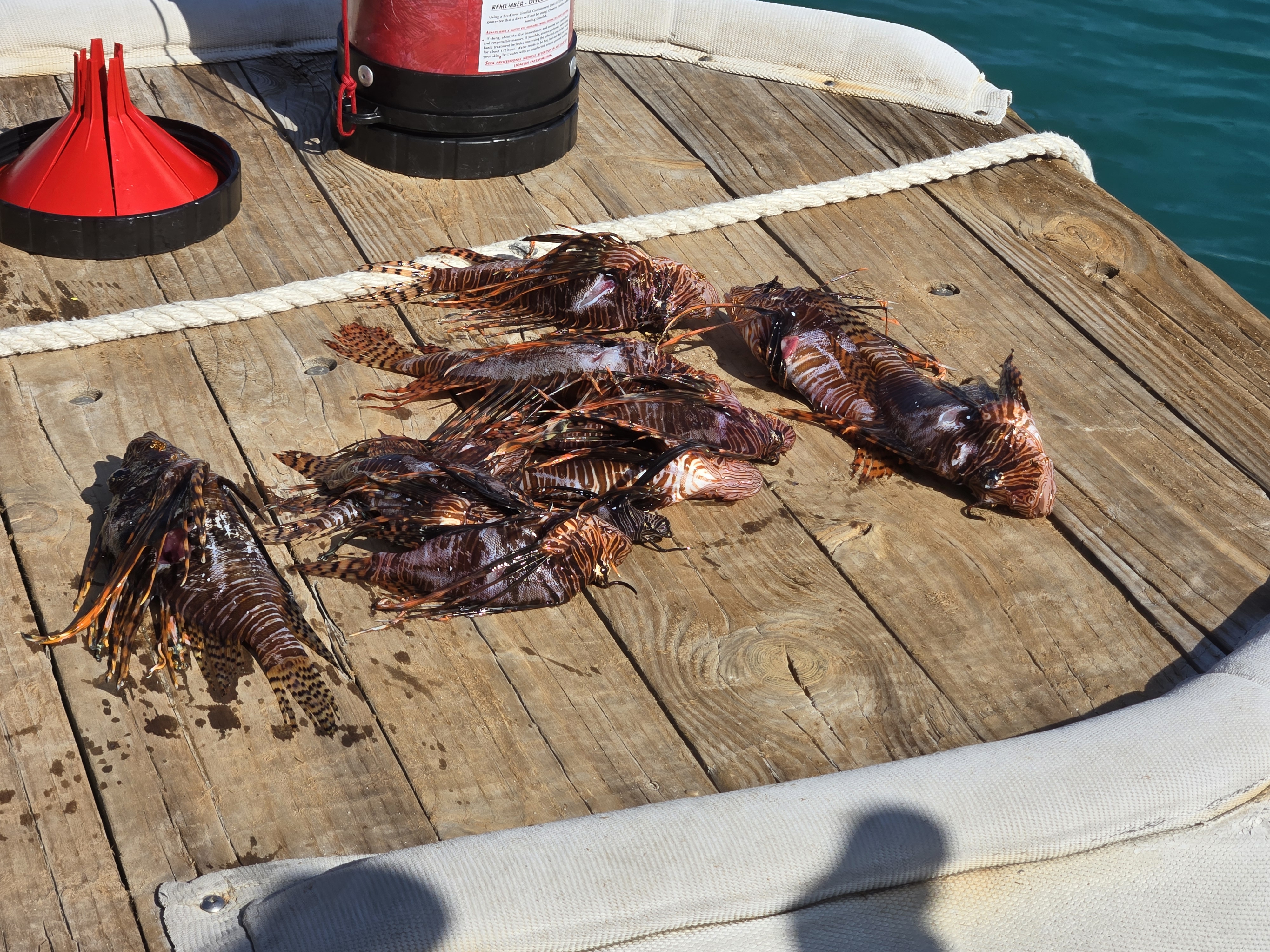 Lionfish dive catch