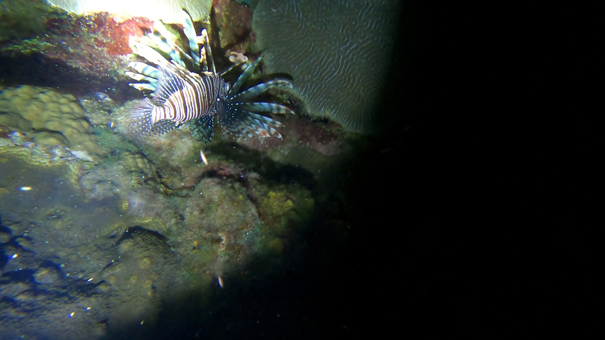 Lionfish on night dive
