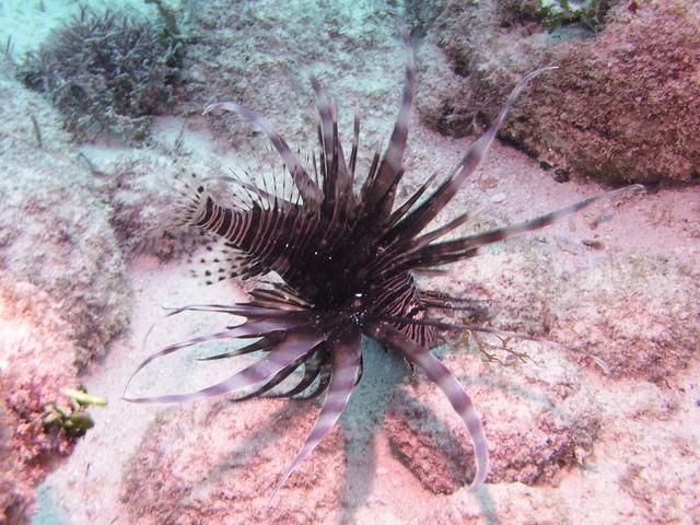 lionfish