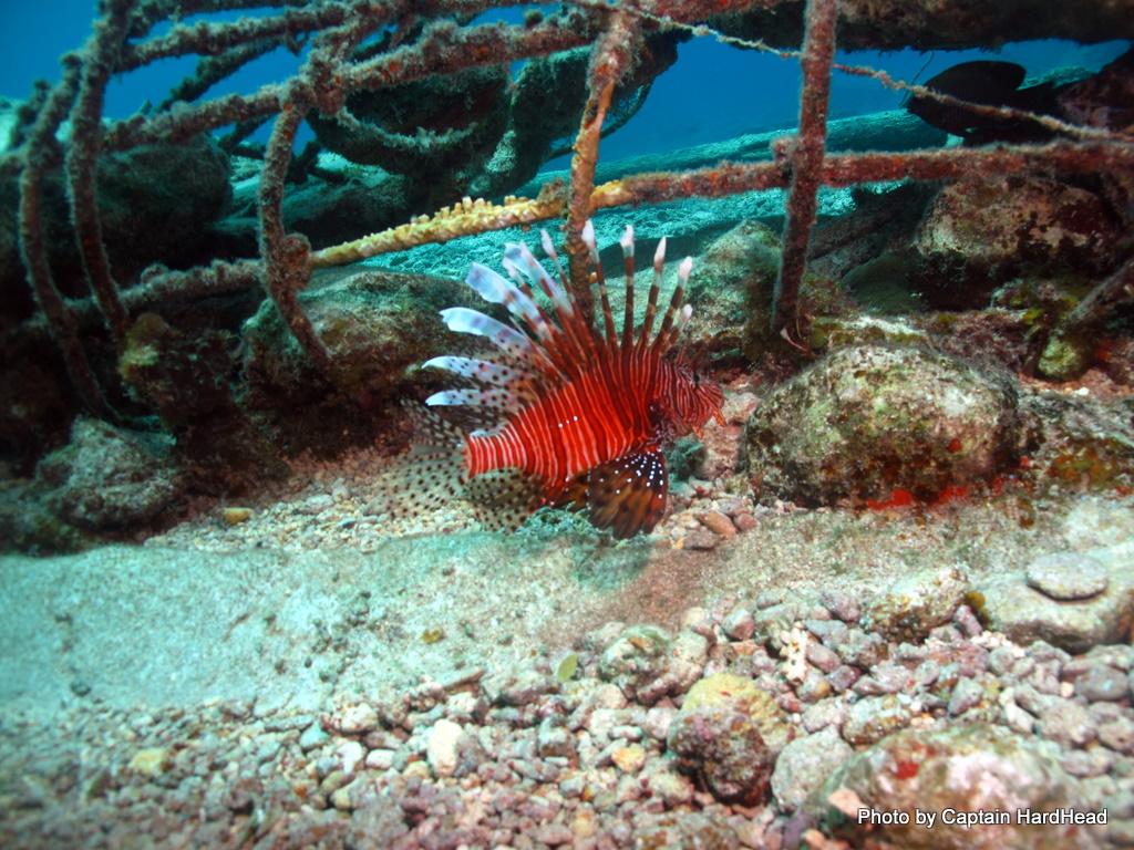 Lionfish