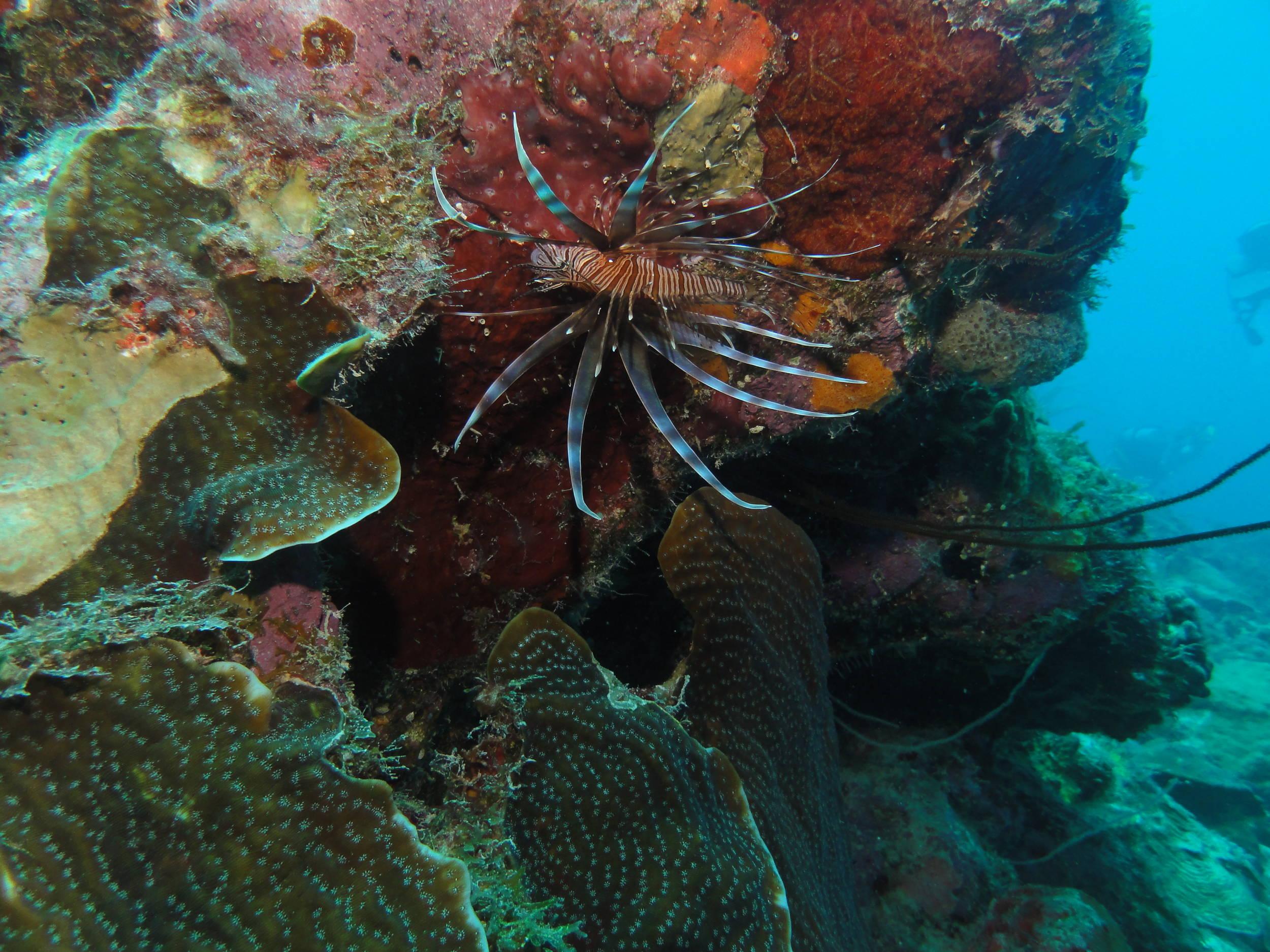 Lionfish