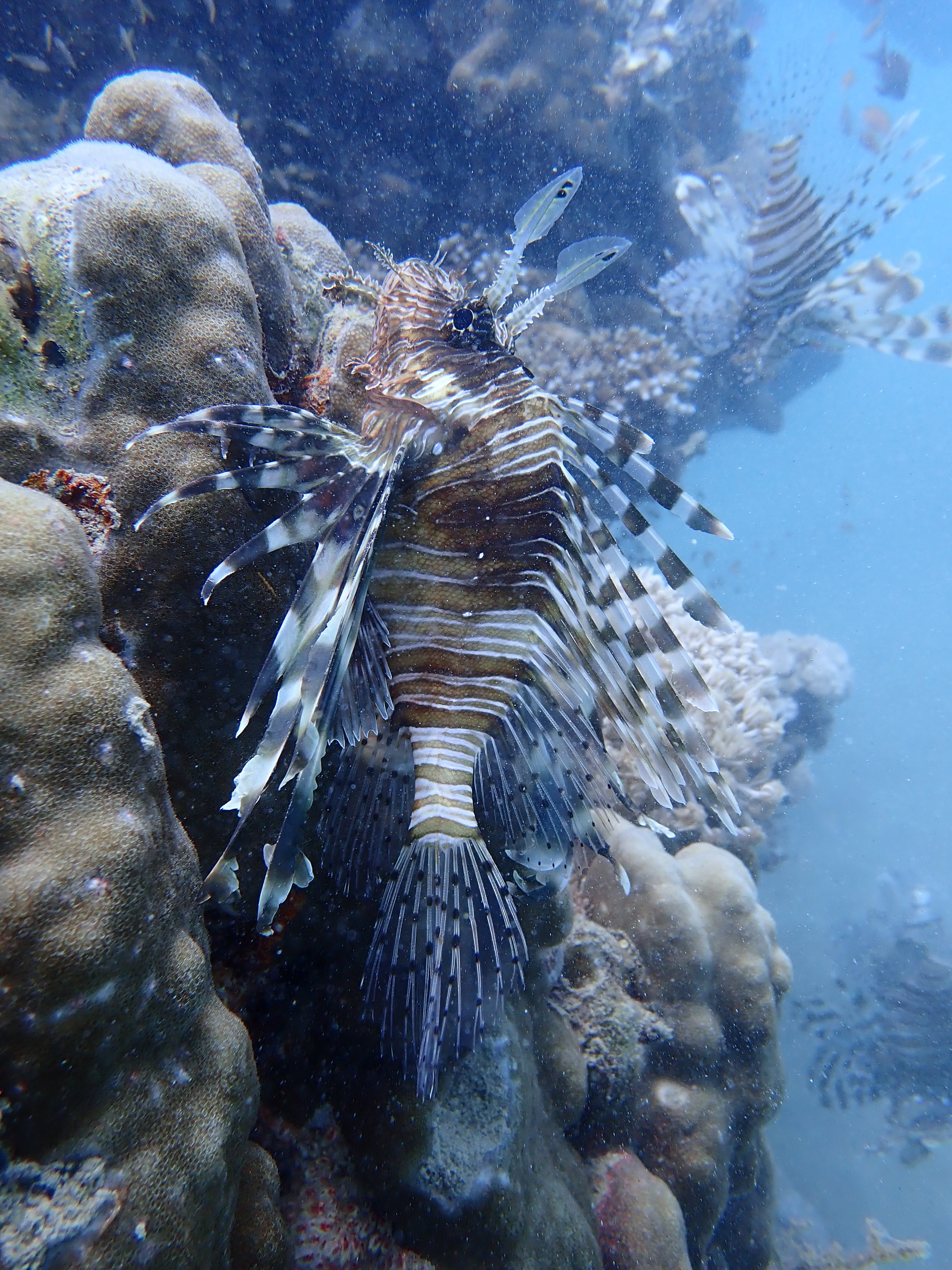Lionfish