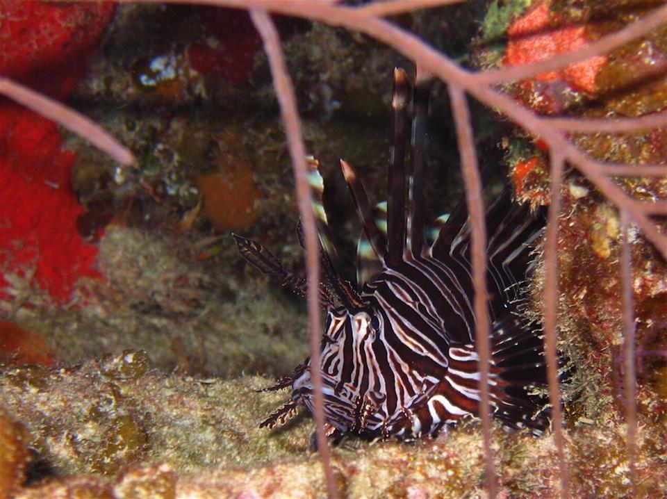 Lionfish1