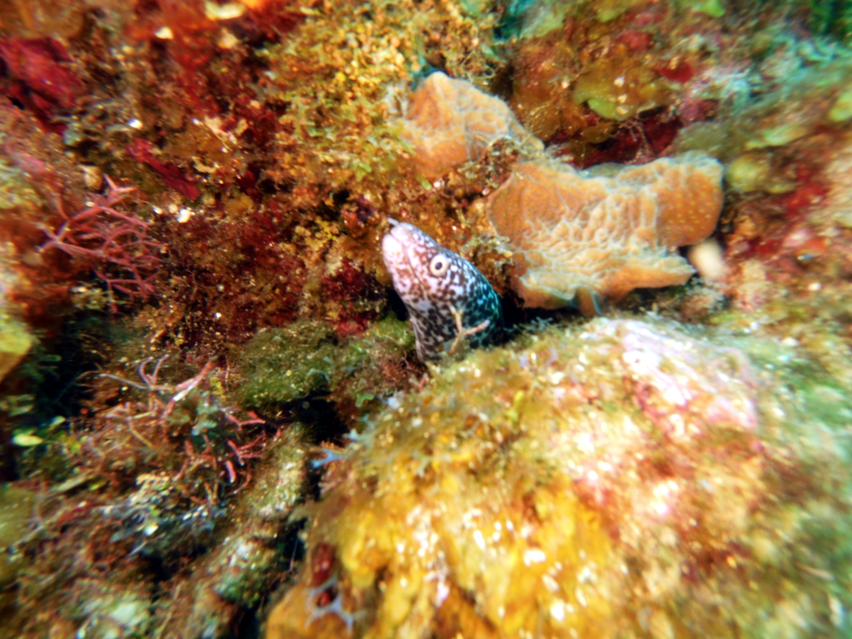 Little tiny eel at Zig Zag