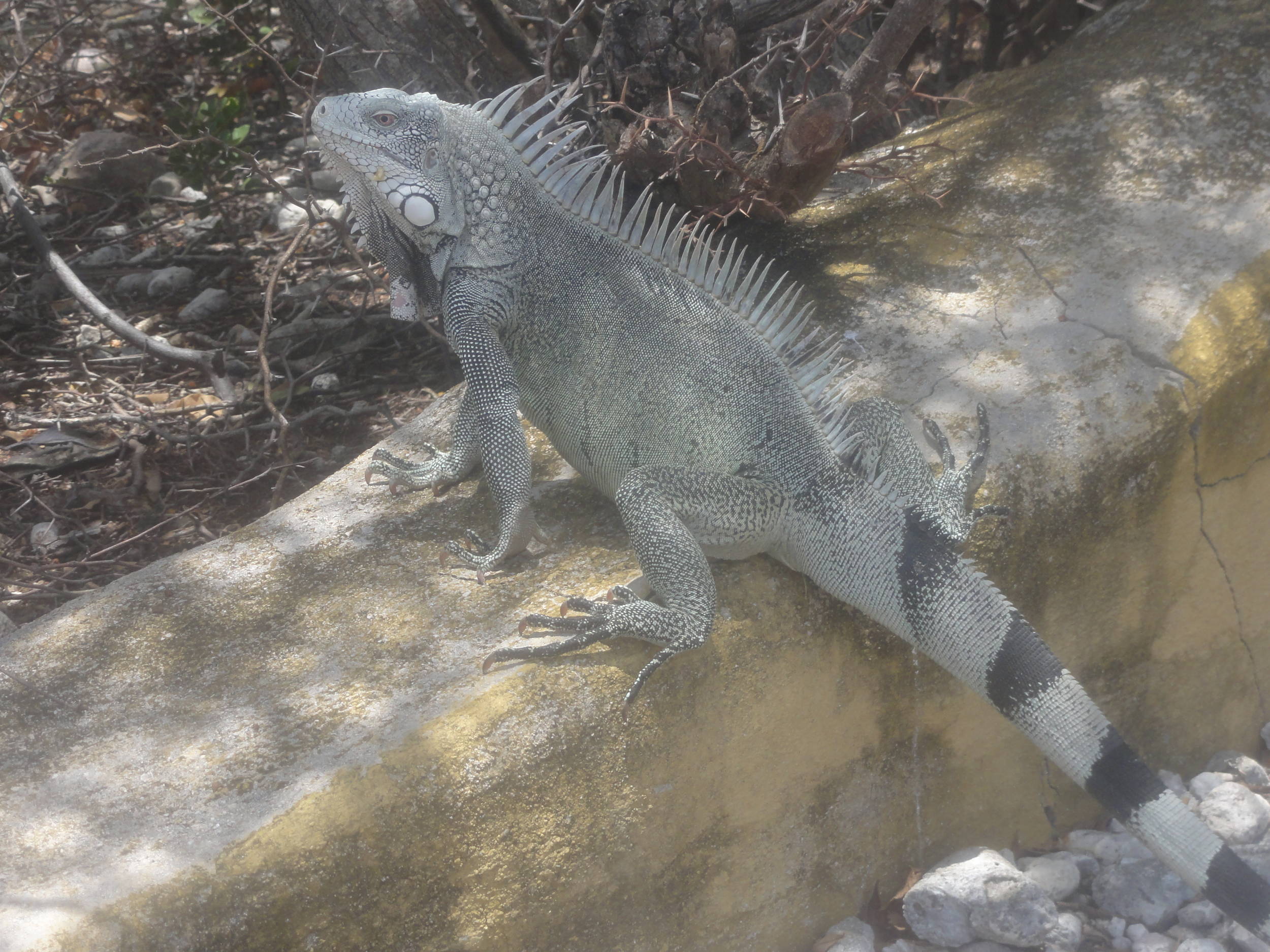 Lizard at 1000 Steps