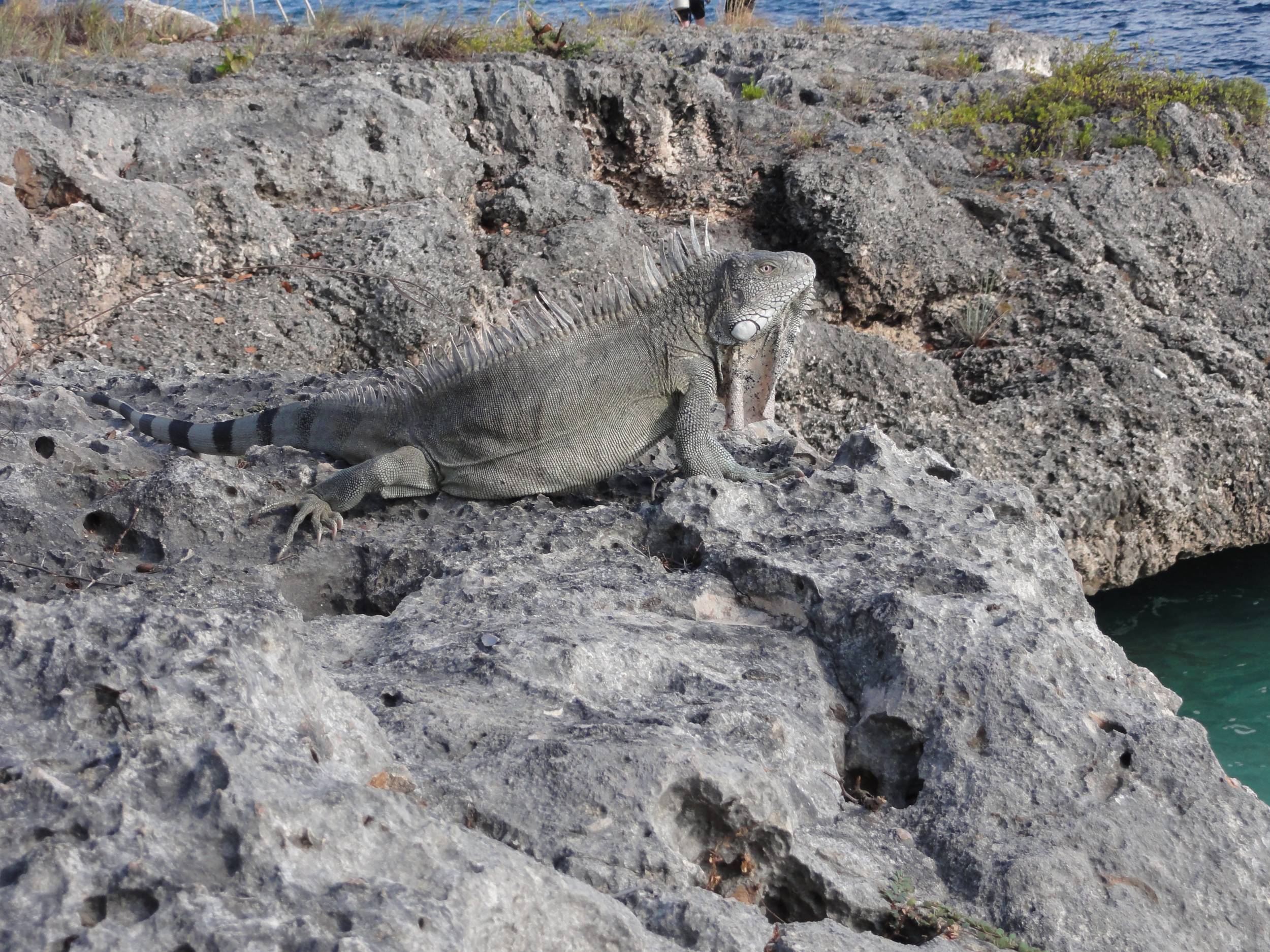 Lizard at Oil Slick dive site
