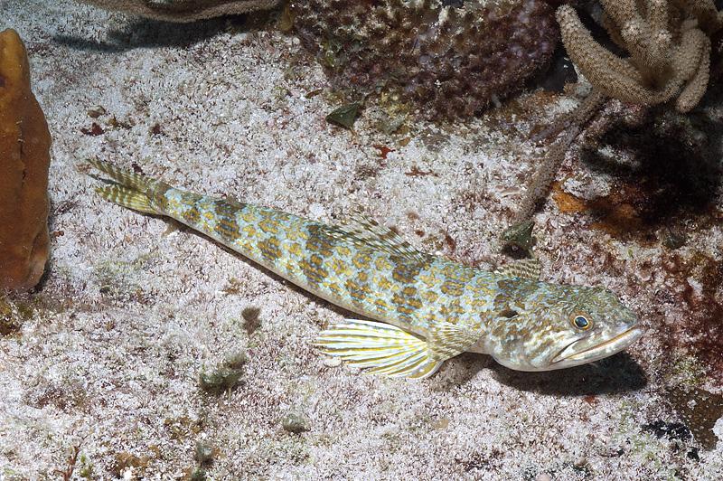 Lizard Fish?