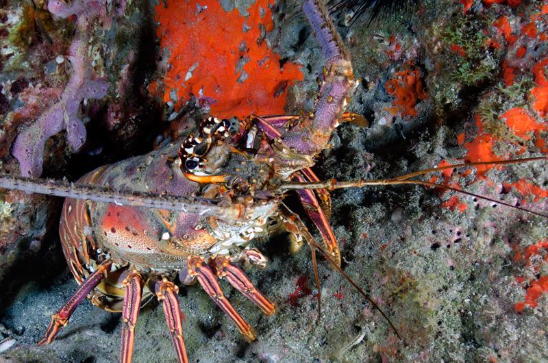 Lobsta