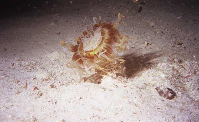 Lobster - a little closer