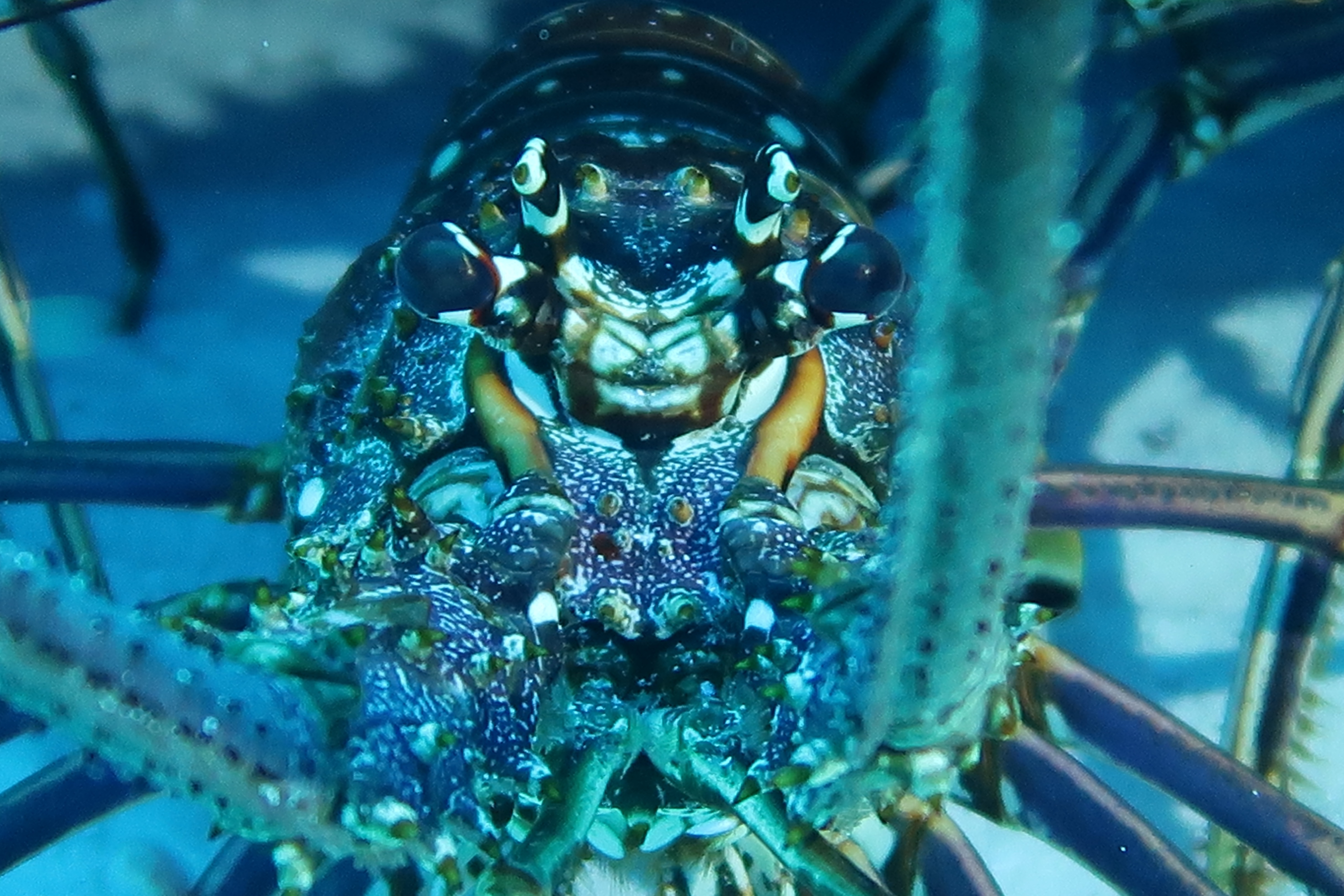 Lobster on the watch