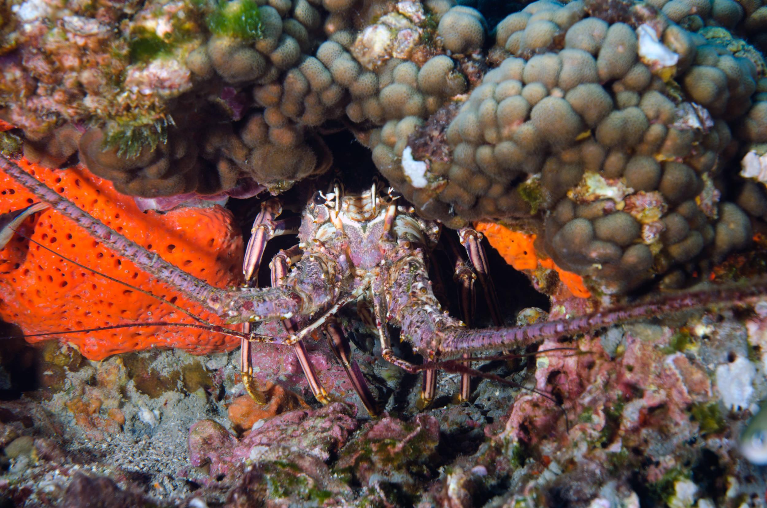 lobster