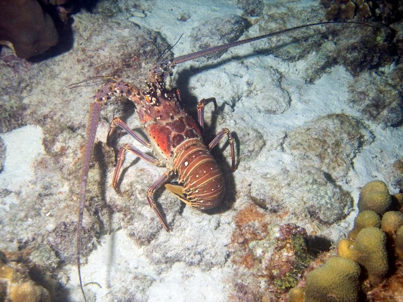 Lobster3