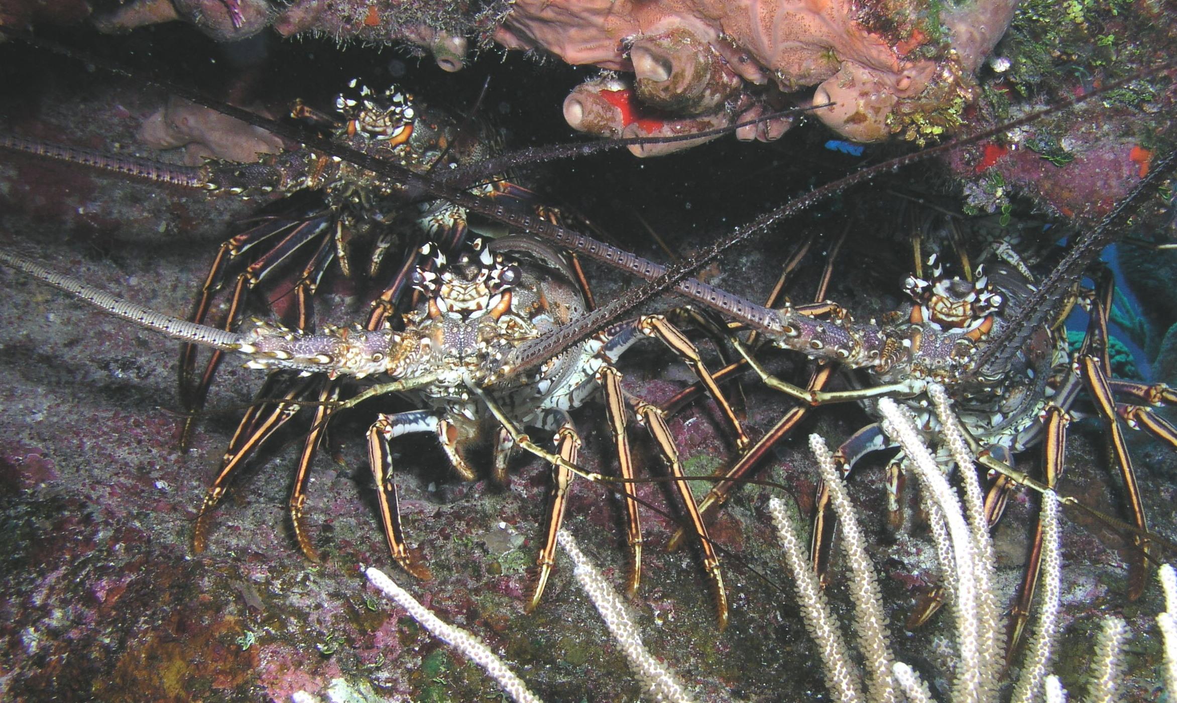 lobsterfest
