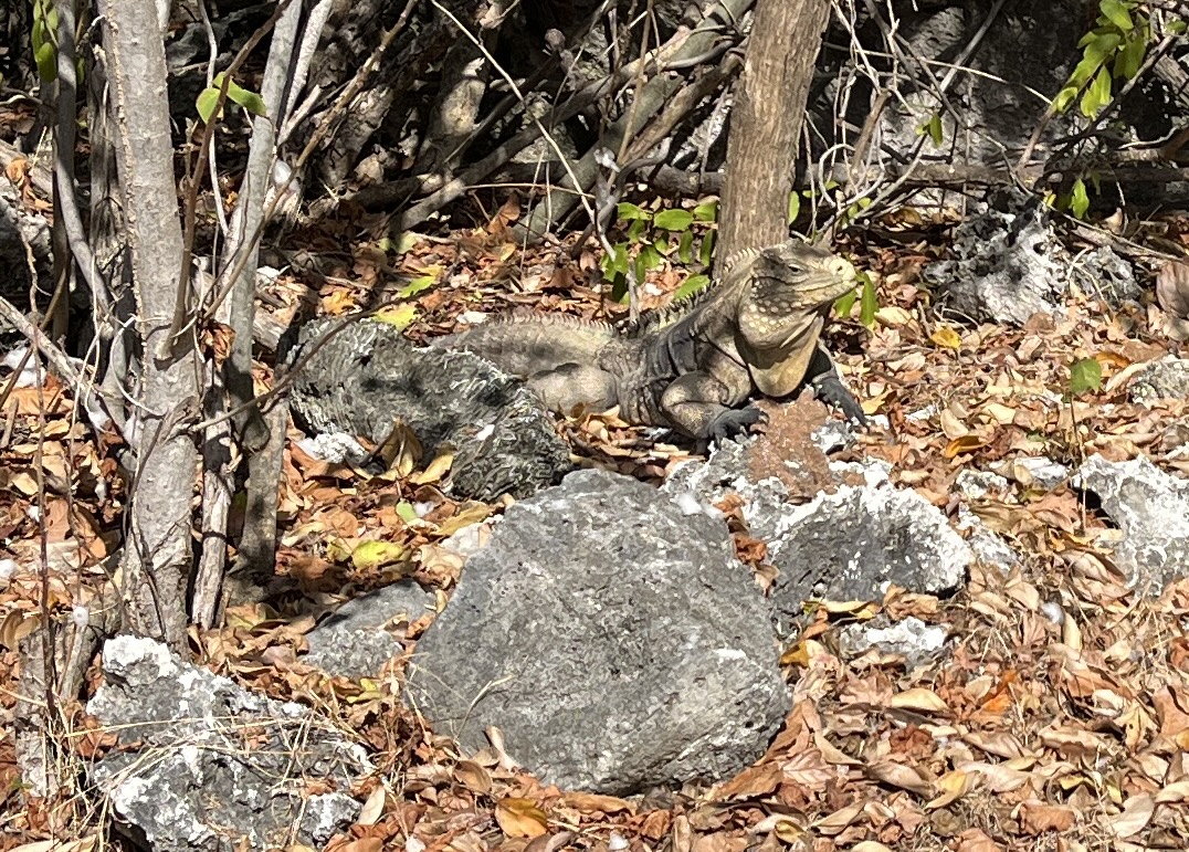 Local resident