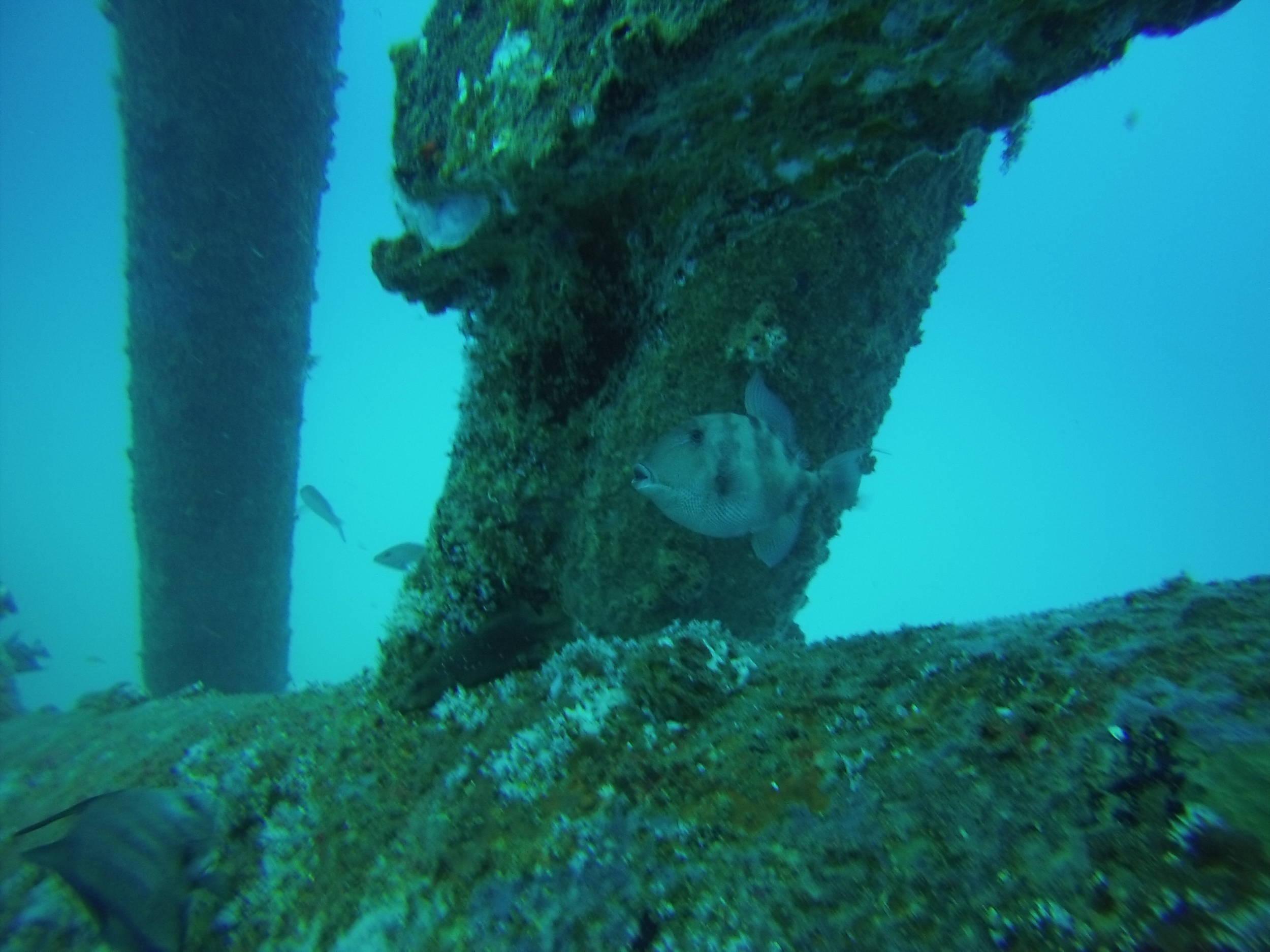 Lone Triggerfish