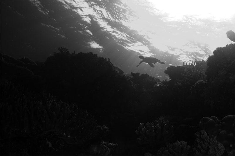 Lone Turtle