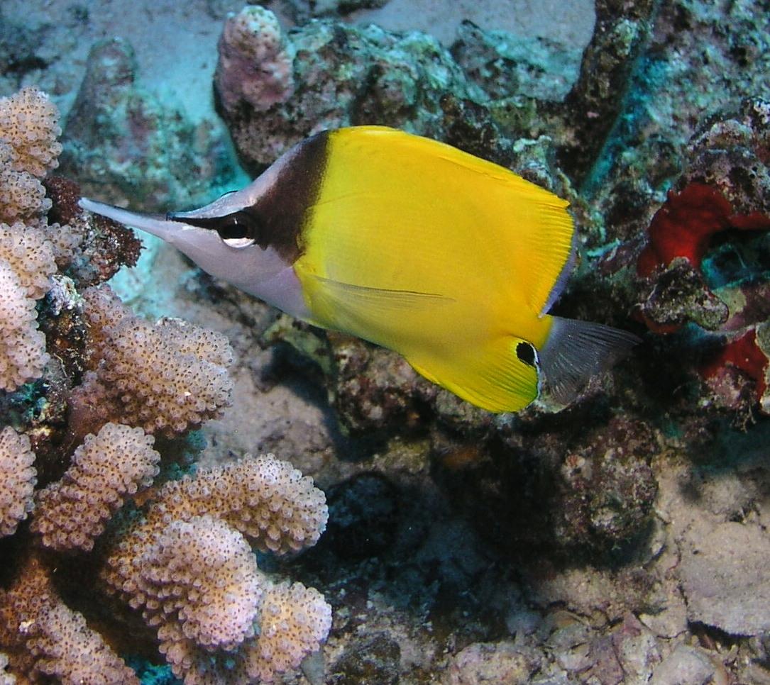 longnose butterfly (Lau Wiliwili-Nukunuku-Oioi)