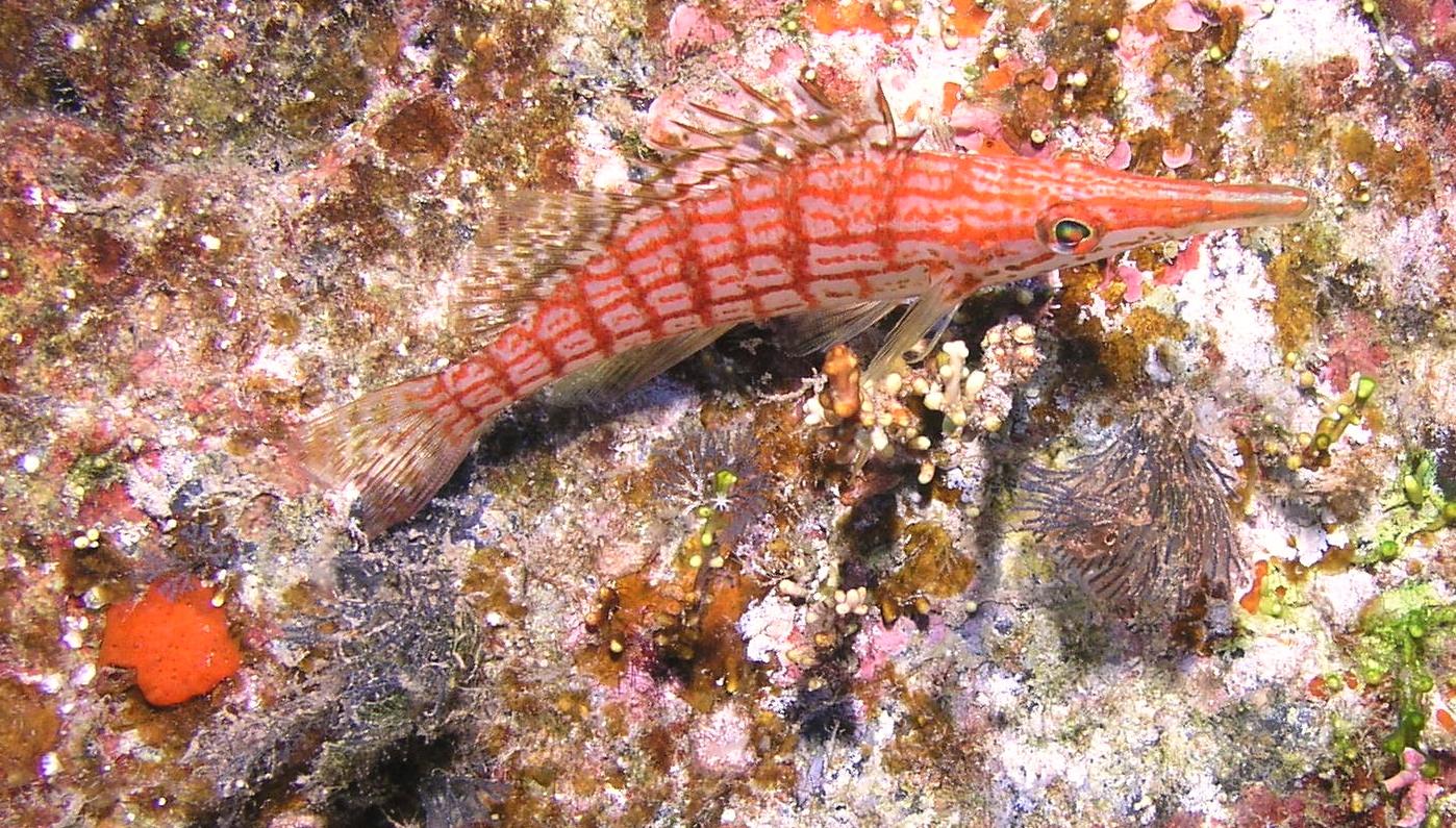longnose hawkfish