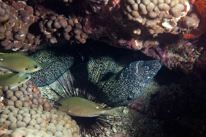 Lots of Eels on Stetson