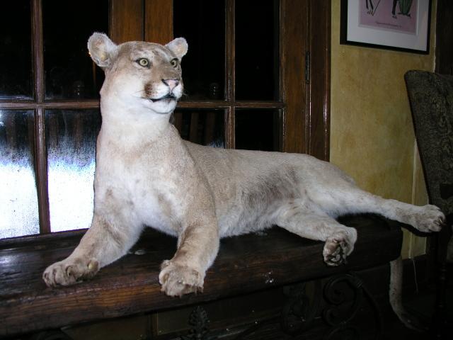 lotsa cougars at the hotel