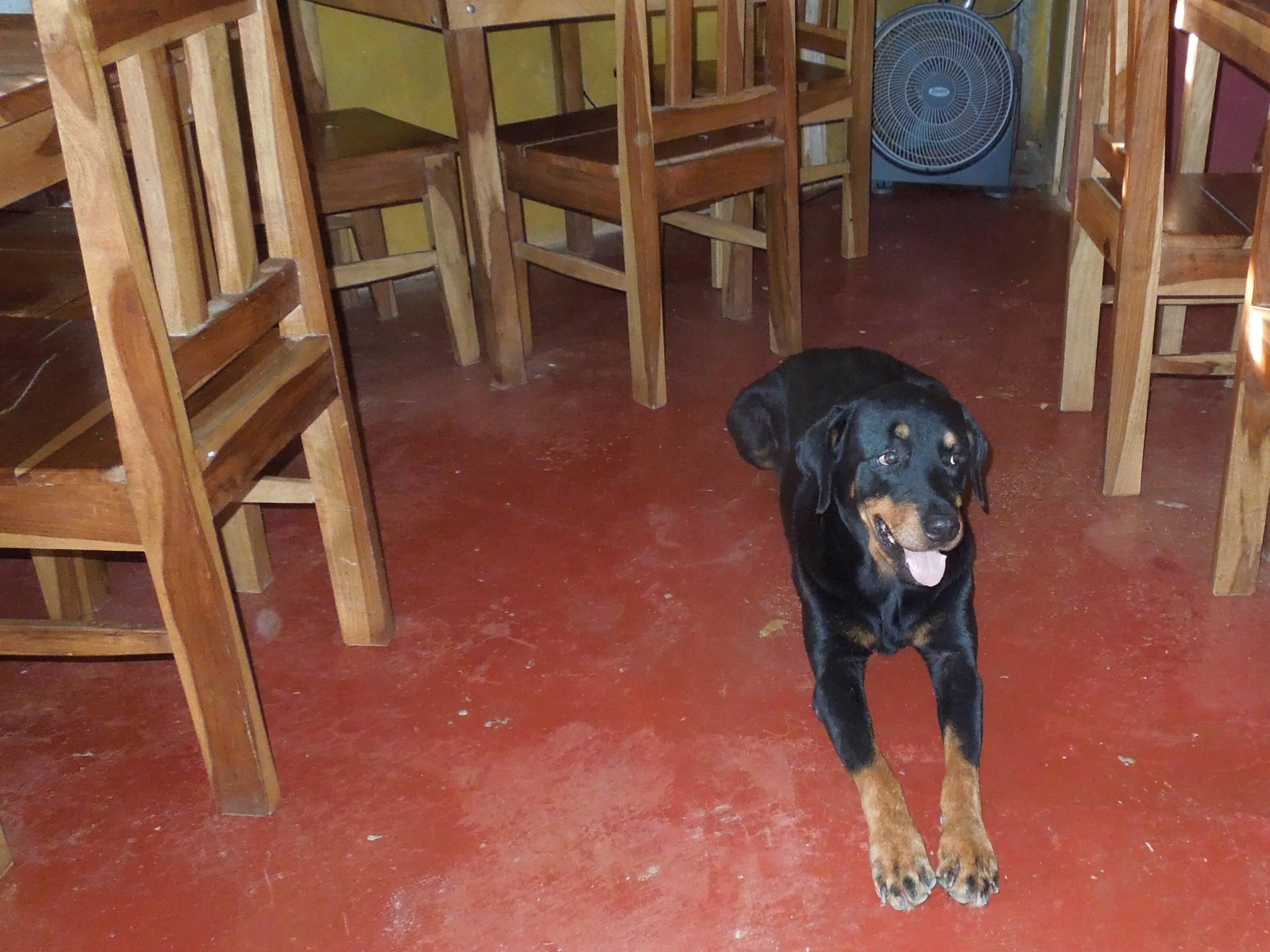 Luna, sweet guardian of Cabanas Time Out