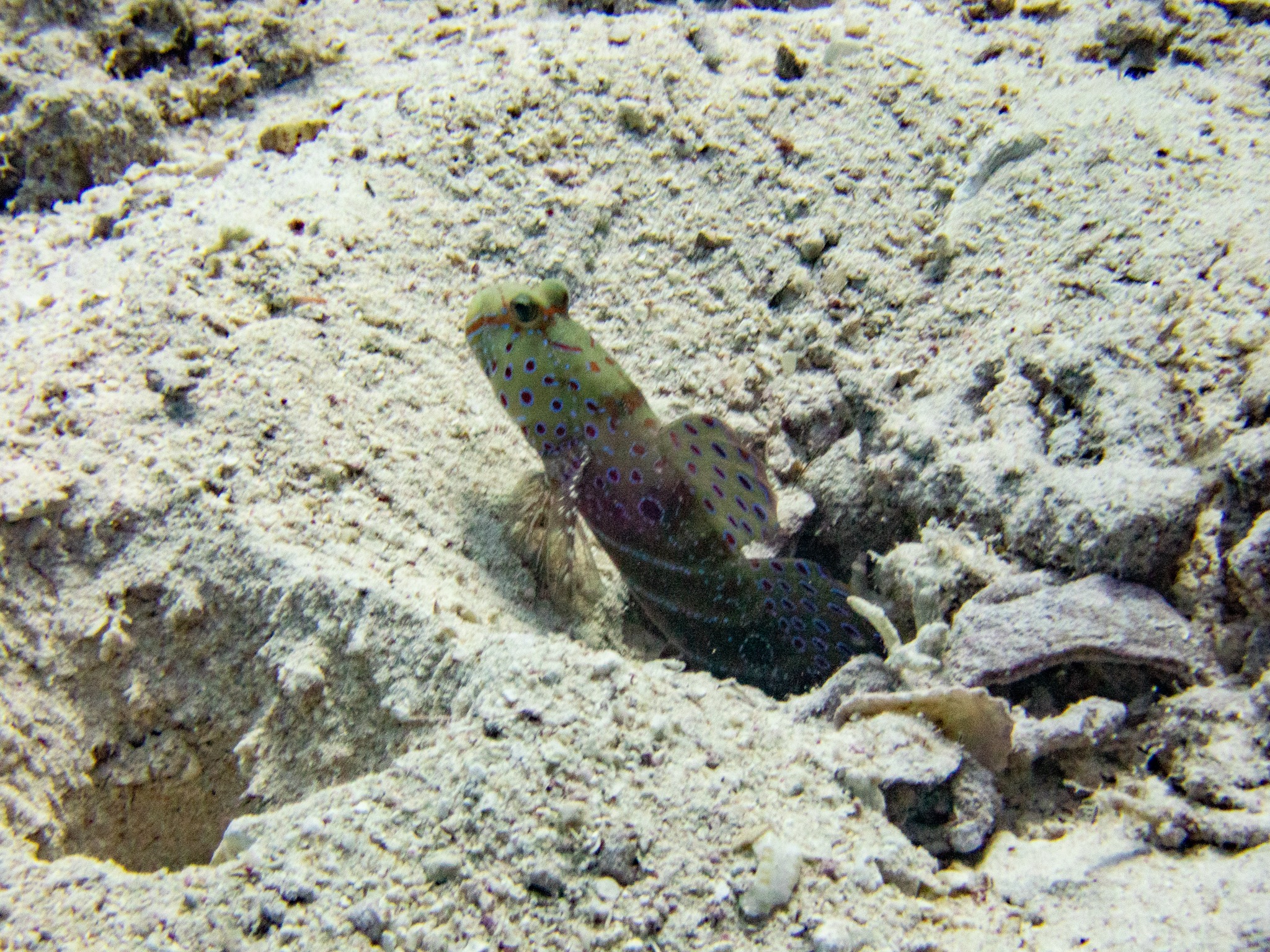 Luther’s shrimp goby?