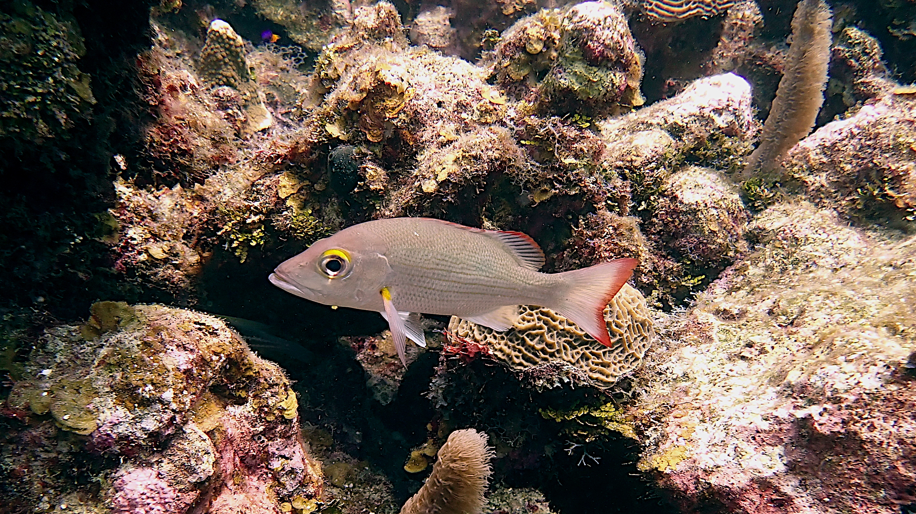 Mahogany snapper