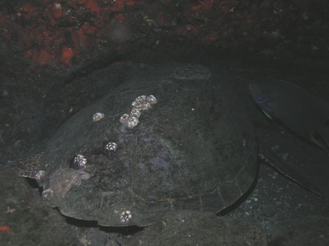 mama turtle