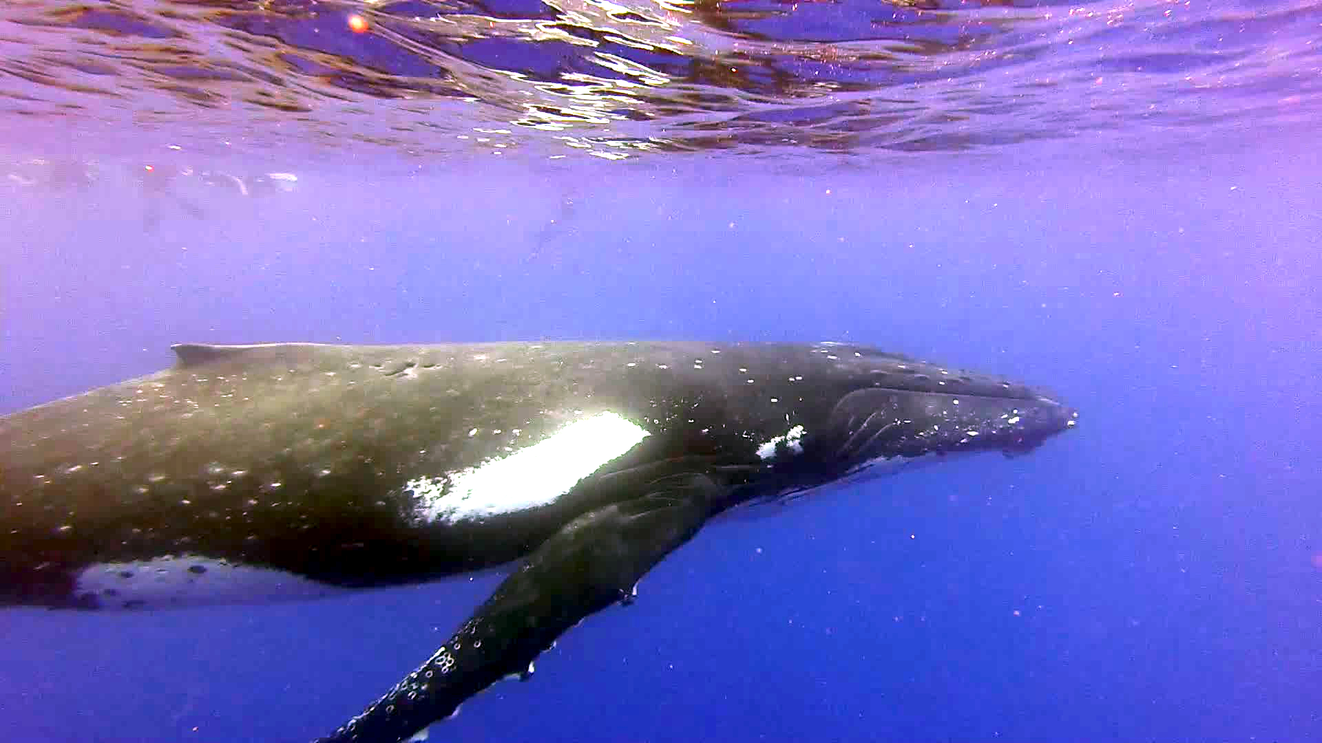 Mama whale (higher res)