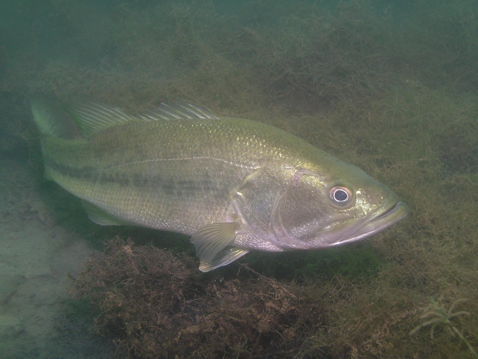 Mammoth bass