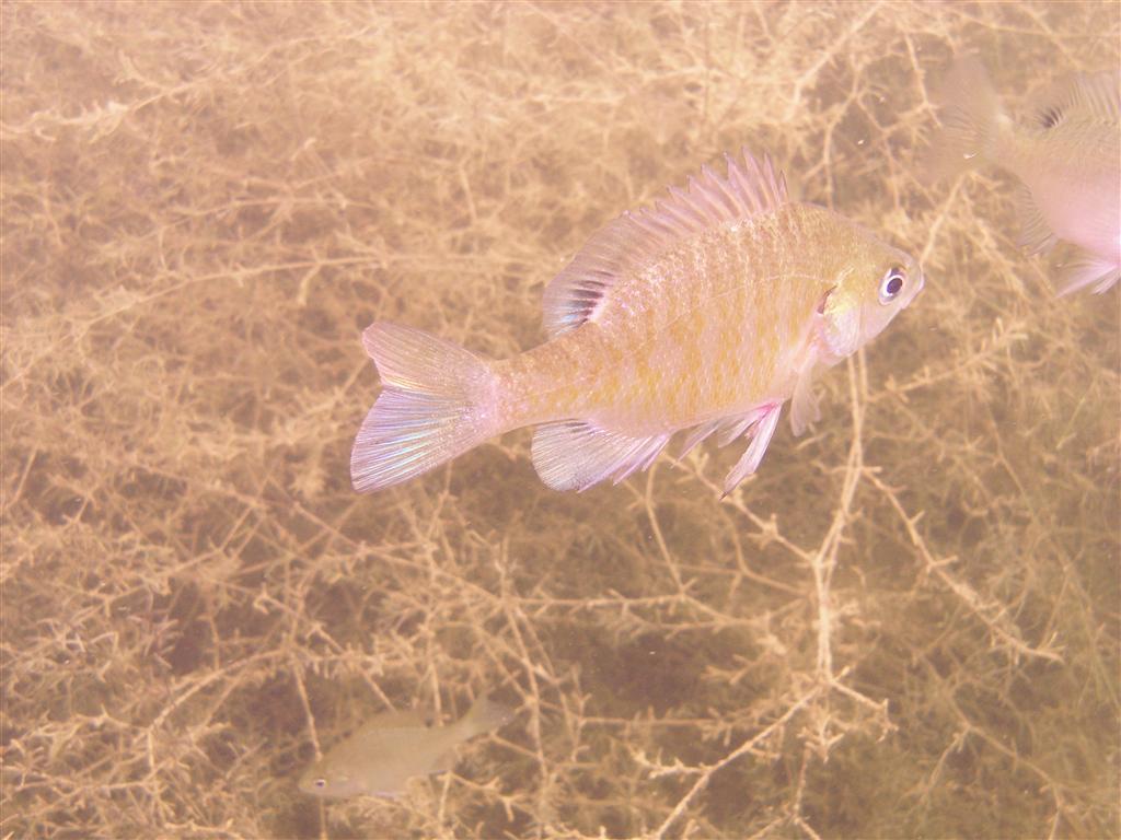 Mammoth Lake in June