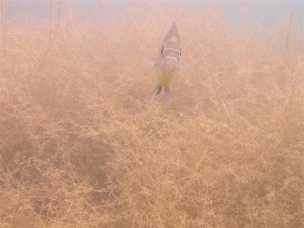 Mammoth Lake in June
