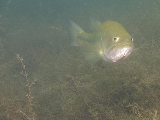 Mammoth Lake mug shot