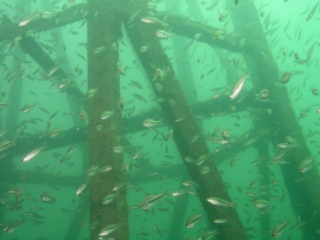 Mammoth Lake steeple or gulf oil rig?