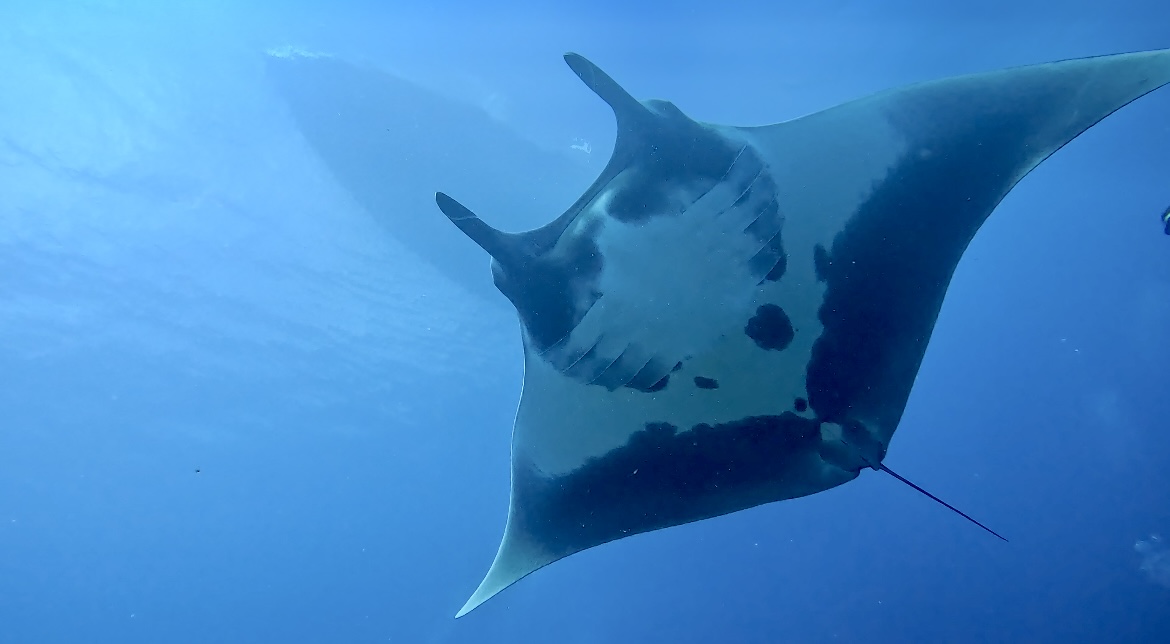Manta Belly!